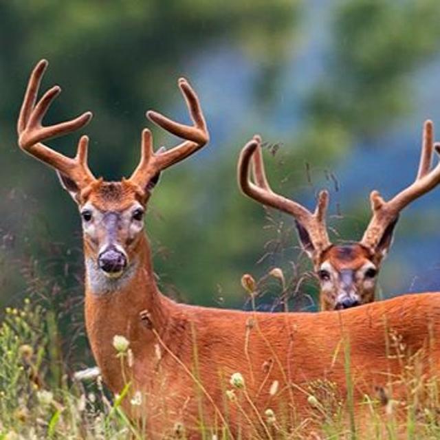 TW 194 - Unit CWD Update: Expanded & More Opportunity - podcast episode cover