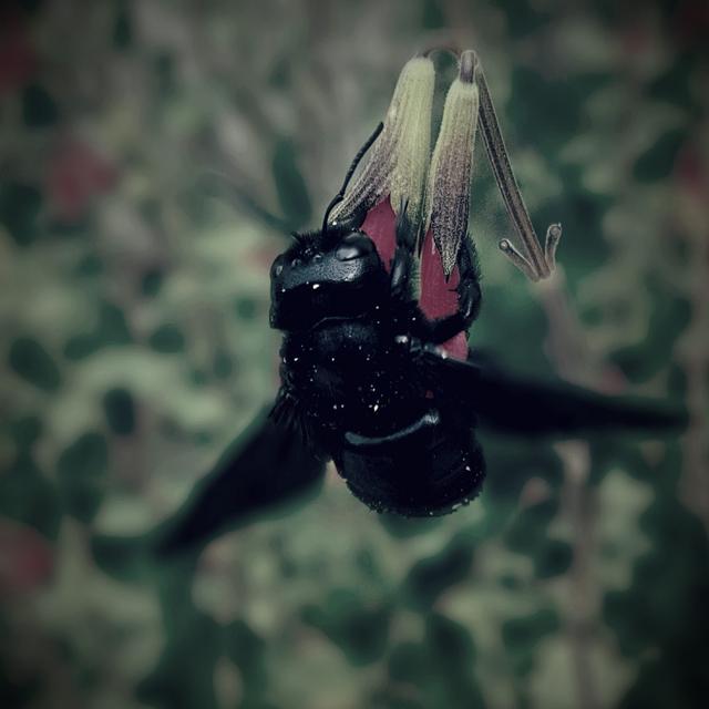 Telling the Bees - podcast episode cover