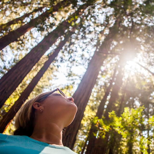 A guide to forest bathing - podcast episode cover