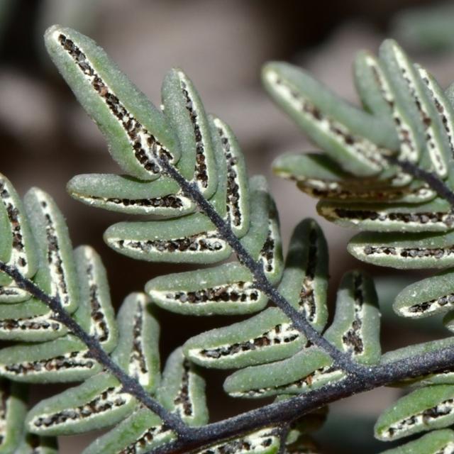 Desert Ferns with Dr. Michael Windham - podcast episode cover