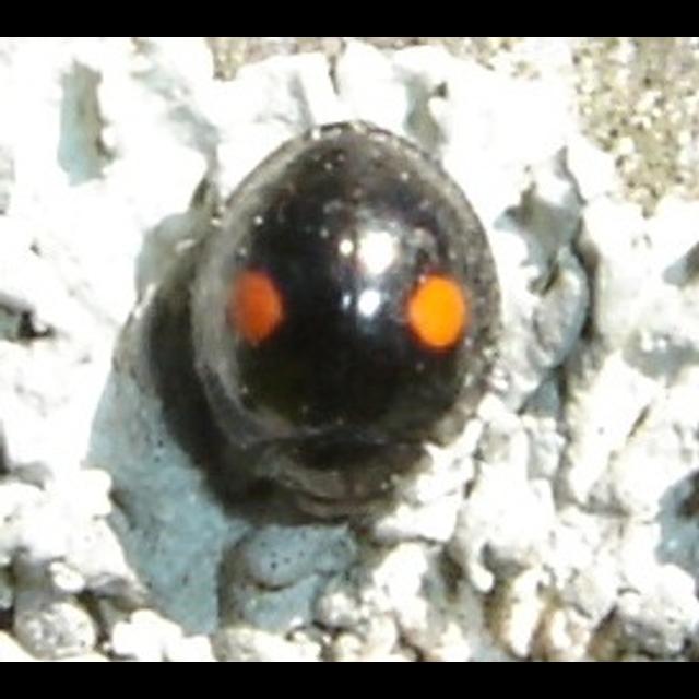 Episode 42: Chilocorus stigma - The Twice-Stabbed Ladybug - podcast episode cover