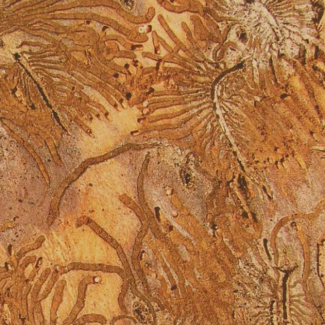 COREY LESK on Warming Winters and Southern Pine Beetle Migration /136 - podcast episode cover