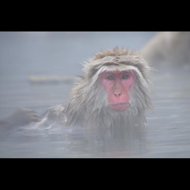 Episode 130: Snow Monkeys at the Sauna - podcast episode cover
