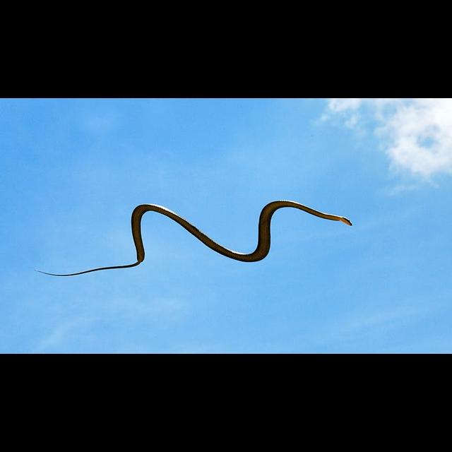 Episode 281: Taking Flight w/the Paradise Tree Snake - podcast episode cover