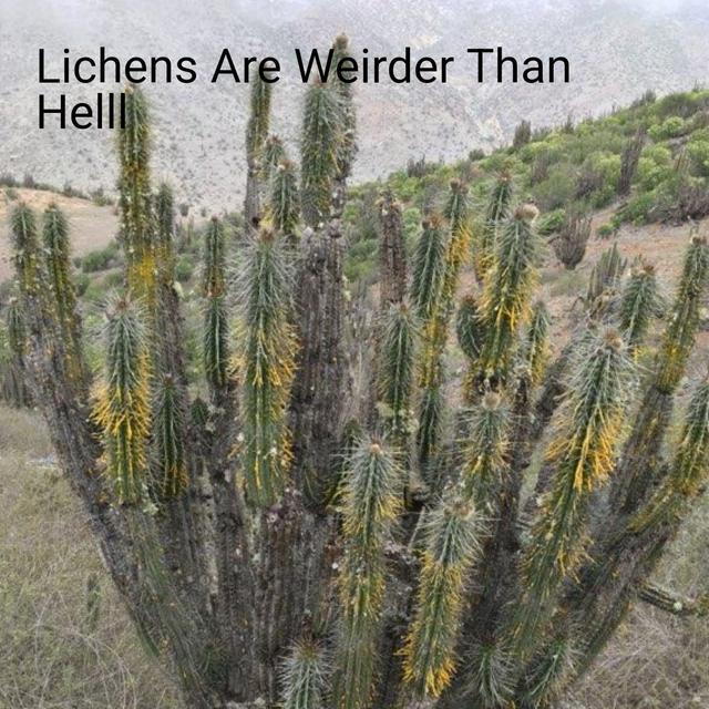 Lichens Are Weirder Than Helll - podcast episode cover