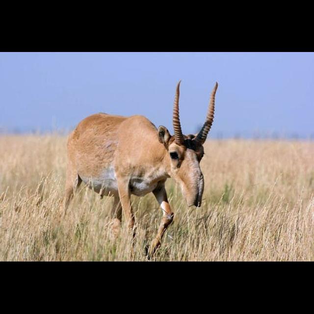 Episode 81: Saiga Struggling to Survive - podcast episode cover