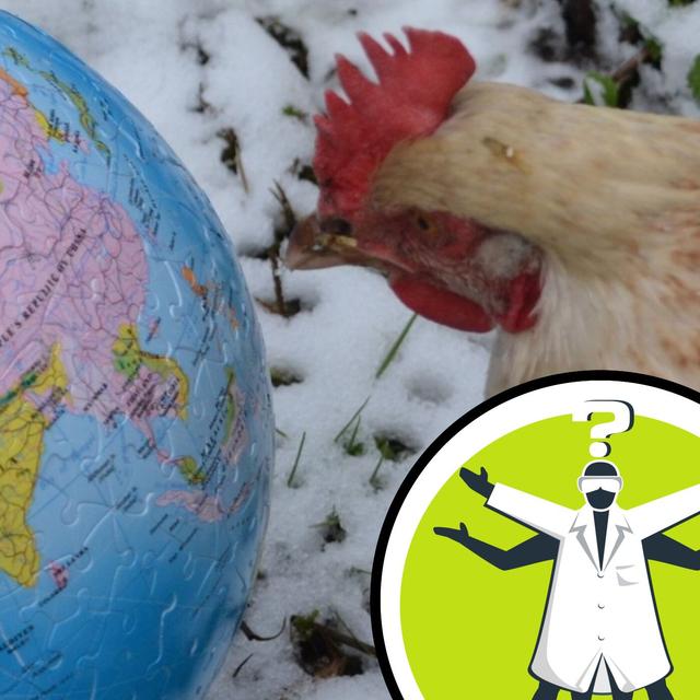 How do animals adapt to a changing magnetic field? - podcast episode cover