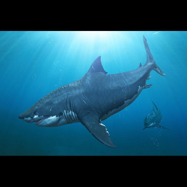 Fund i Sønderjylland afslører: Megalodon kunne blive knap 25 meter lang - podcast episode cover