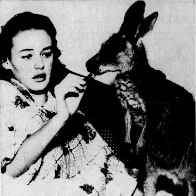 This Week in 1952: Miss Kangaroo & the Great Koala Heist - podcast episode cover