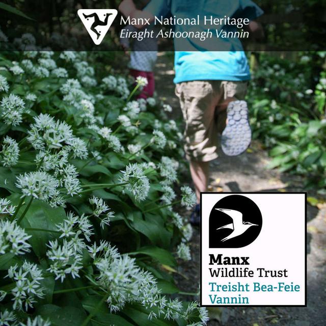 WILDTHING - MANX WILDLIFE WEEK 2024 - podcast episode cover