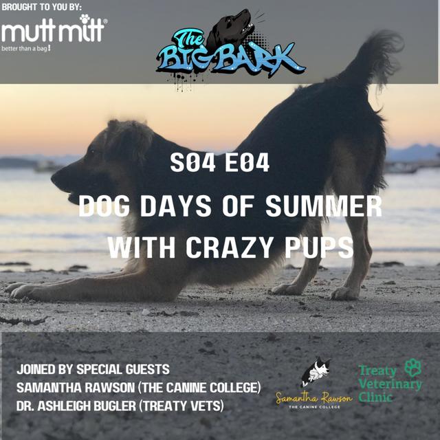 The Big Bark - Episode #64 (S04 E04) - Dog days of Summer with Crazy Bow Wows - podcast episode cover