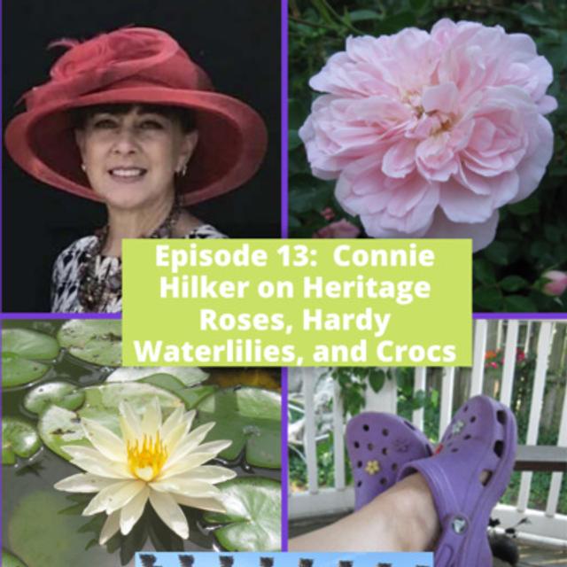 Heritage Roses - podcast episode cover
