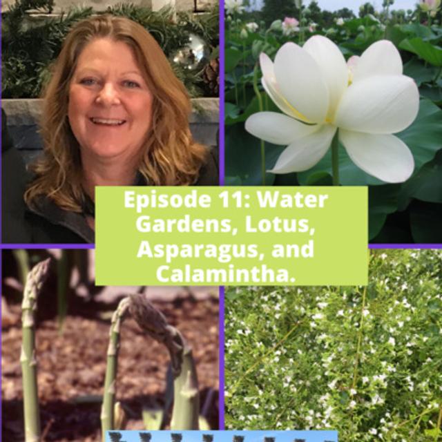 Lotus and Water Gardens - podcast episode cover