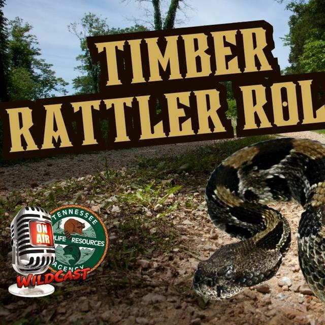 TW 379 - Timber Rattler Roll! - podcast episode cover