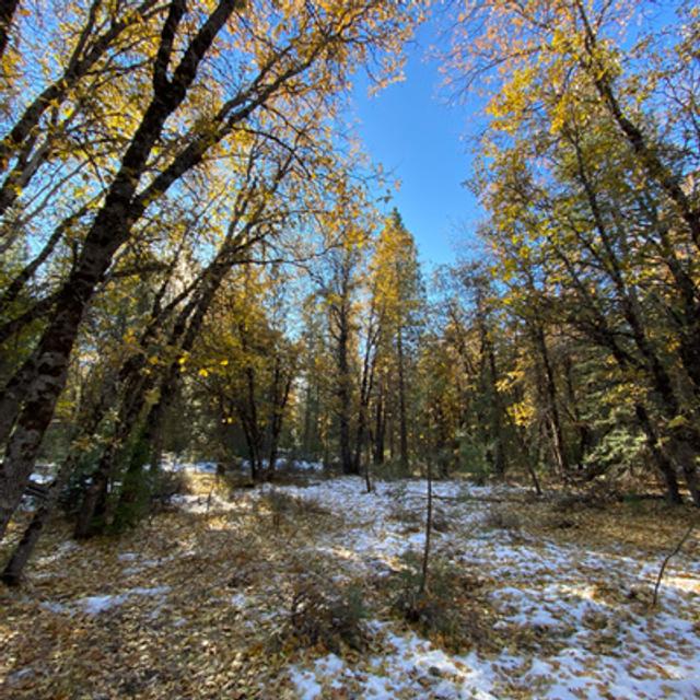 119: Blustery Autumn Day Beneath California Black Oaks - podcast episode cover