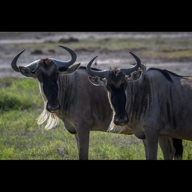 Its a Gnu Year - podcast episode cover