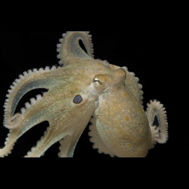 Asocial Octopuses Become Cuddly on MDMA - podcast episode cover