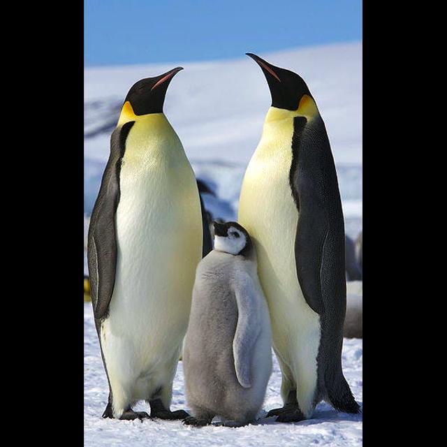 Episode 87: Royalty of Antarctica, Emperor Penguins - podcast episode cover