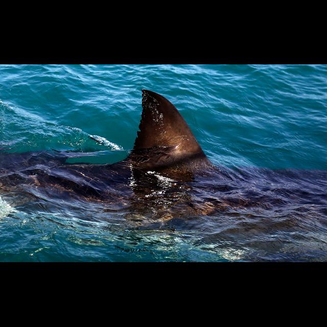 Episodes We Love: How to Fight a Shark - podcast episode cover
