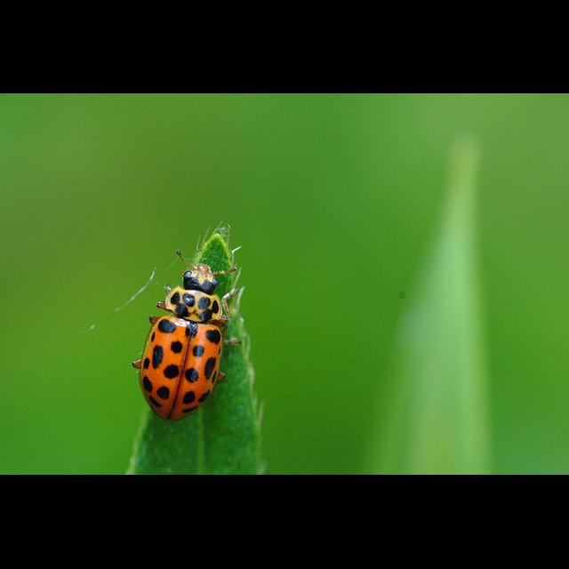 Episode 18 - Anisosticta novemdecimpunctata - The Water Ladybird. - podcast episode cover