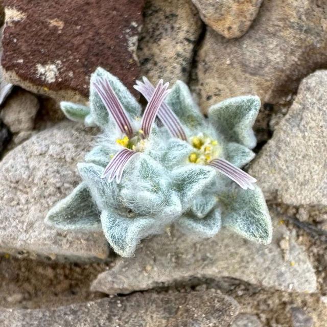 Central Texas Orchids, Limestone sinkholes, New Aster species - podcast episode cover