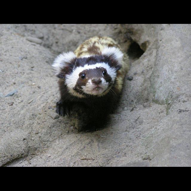 Episode 348: Plucky Marbled Polecats - podcast episode cover
