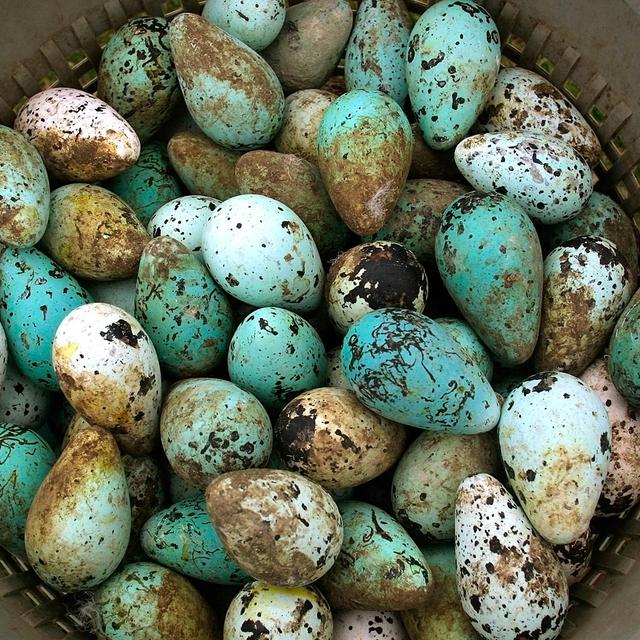 Bird Egg Colors Are Influenced by Local Climate - podcast episode cover
