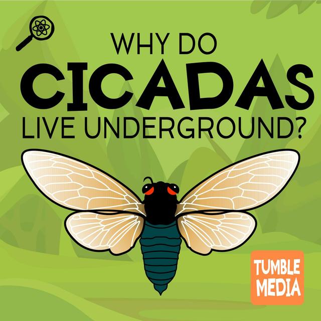 Why Do Cicadas Live Underground for So Long? - podcast episode cover