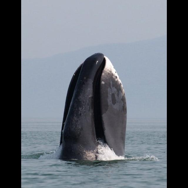 Episode 133: Bowhead Whales, Oldest Living Mammals - podcast episode cover