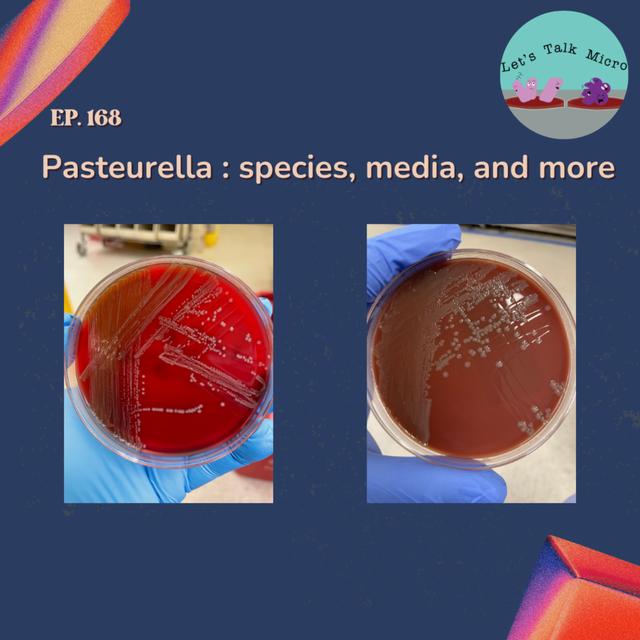 168: Pasteurella: species, media, and more - podcast episode cover