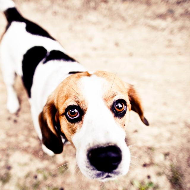 Helping our animal friends - podcast episode cover