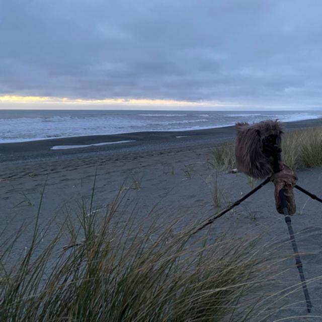160: Gold Bluffs Beach- All Night On The High Tide Line - podcast episode cover