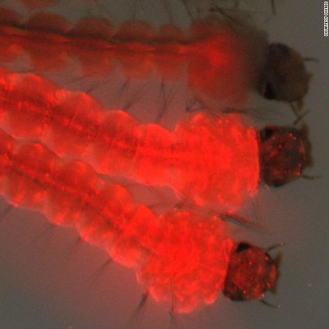 Episodio 3: Modificación Genética de Mosquitos en Florida - podcast episode cover