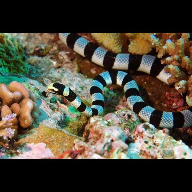 Episode 175: Sea Snakes are Striking - podcast episode cover