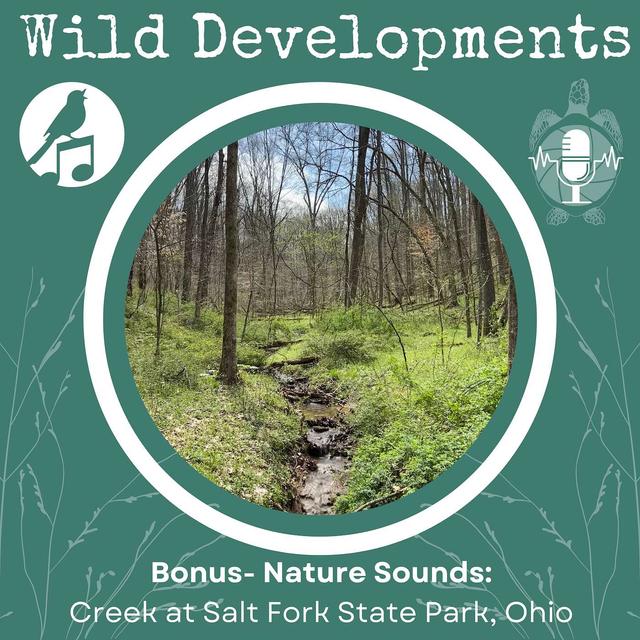 Bonus: Nature Sounds- Creek at Salt Fork State Park, Ohio - podcast episode cover