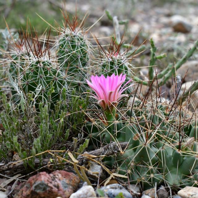 Rio Grande Valley Botany with Ernest Herrera - podcast episode cover