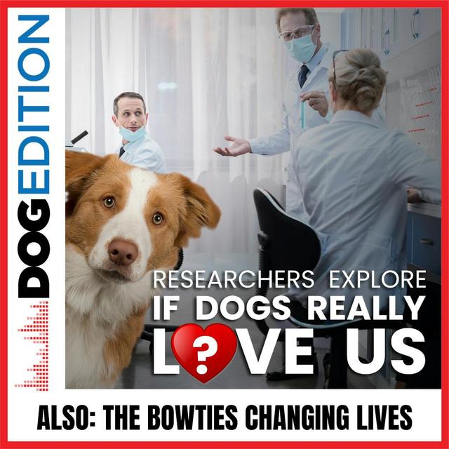 Researchers Explore If Dogs Really Love Us | The Bowties Changing Lives | Dog Edition #38 - podcast episode cover