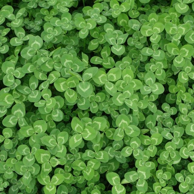 #019: Green Characters - podcast episode cover