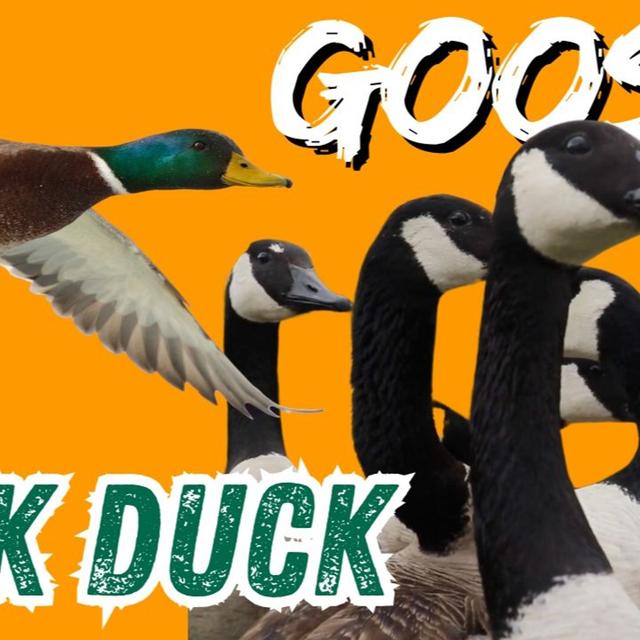TW 402 - Duck, Duck, Goose - podcast episode cover