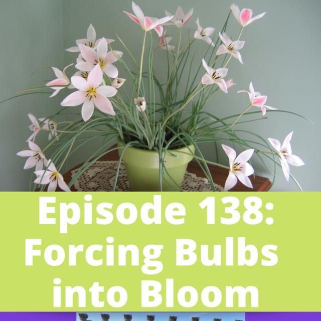 Forcing Bulbs into Bloom - podcast episode cover