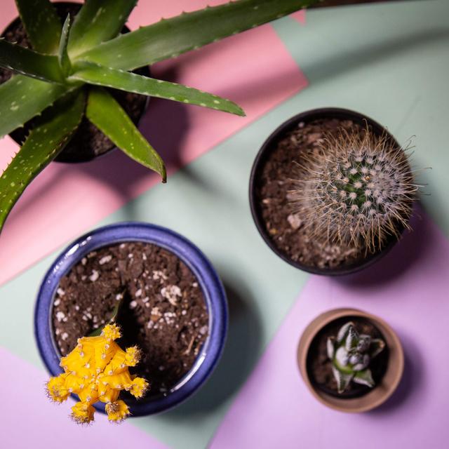 6 tips for raising happy houseplants - podcast episode cover