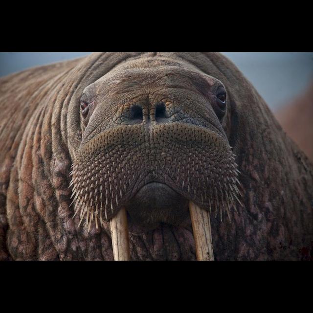 Episode 57: The Wonderful Walrus - podcast episode cover