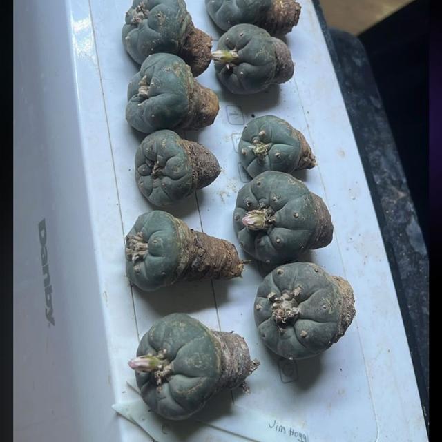 Instagram Drug Bros & Cactus Poaching - podcast episode cover