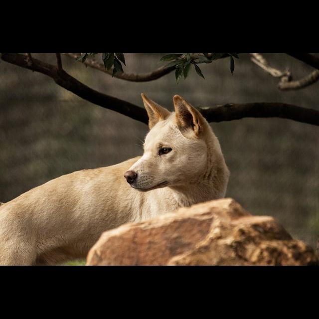Episode 243: Down Under with Dingos - podcast episode cover