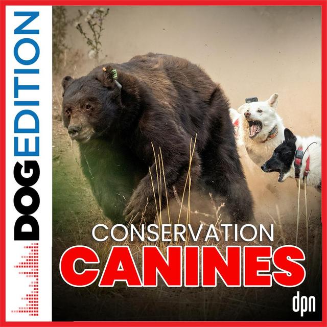 Conservation Canines | Dog Edition #51 - podcast episode cover