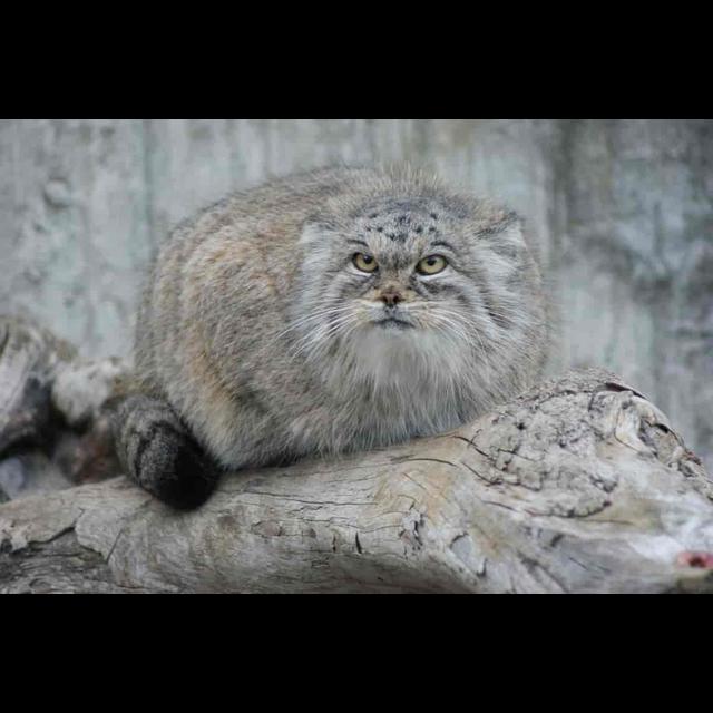 Episode 319: The Grumpy Pallas's Cat - podcast episode cover