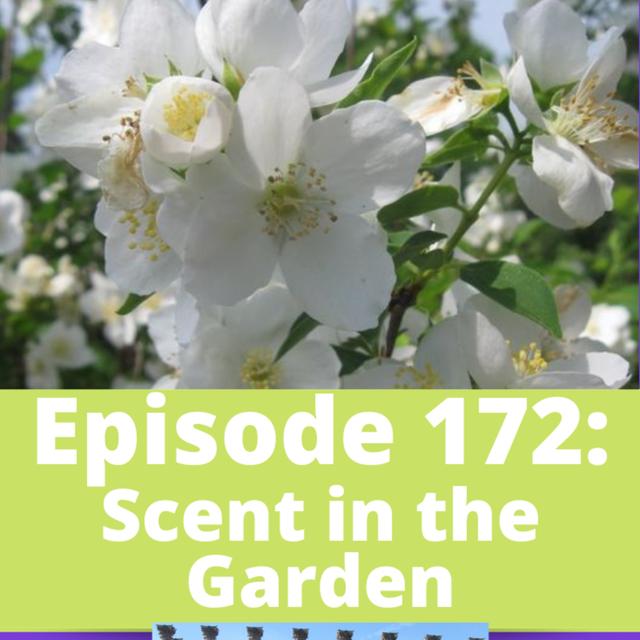 Scent in the Garden - podcast episode cover