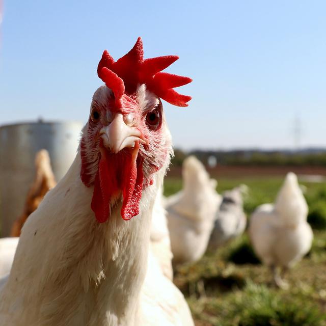 Why Chickens are Smarter Than You Think! with Sy Montgomery - podcast episode cover