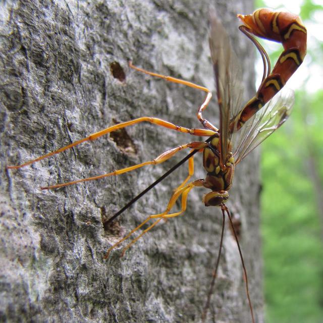 Fascinating Wasp Diversity - podcast episode cover