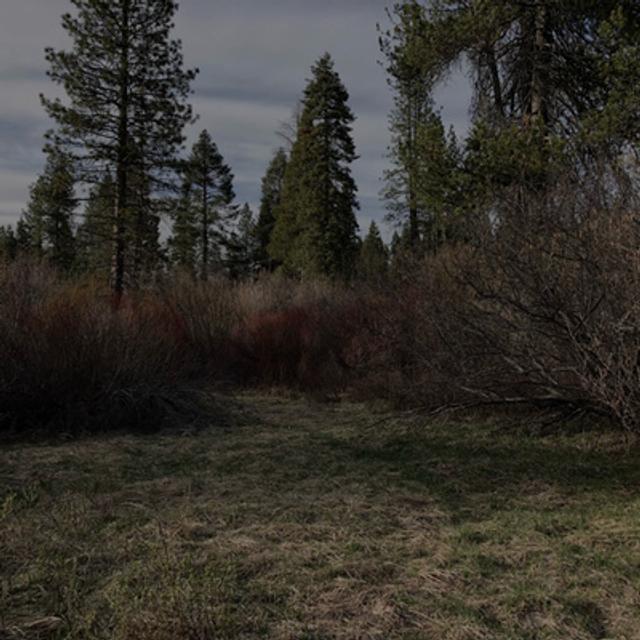 Episode 99: Late Night Frog Chorus At Bigelow Meadow Botanical Area - podcast episode cover